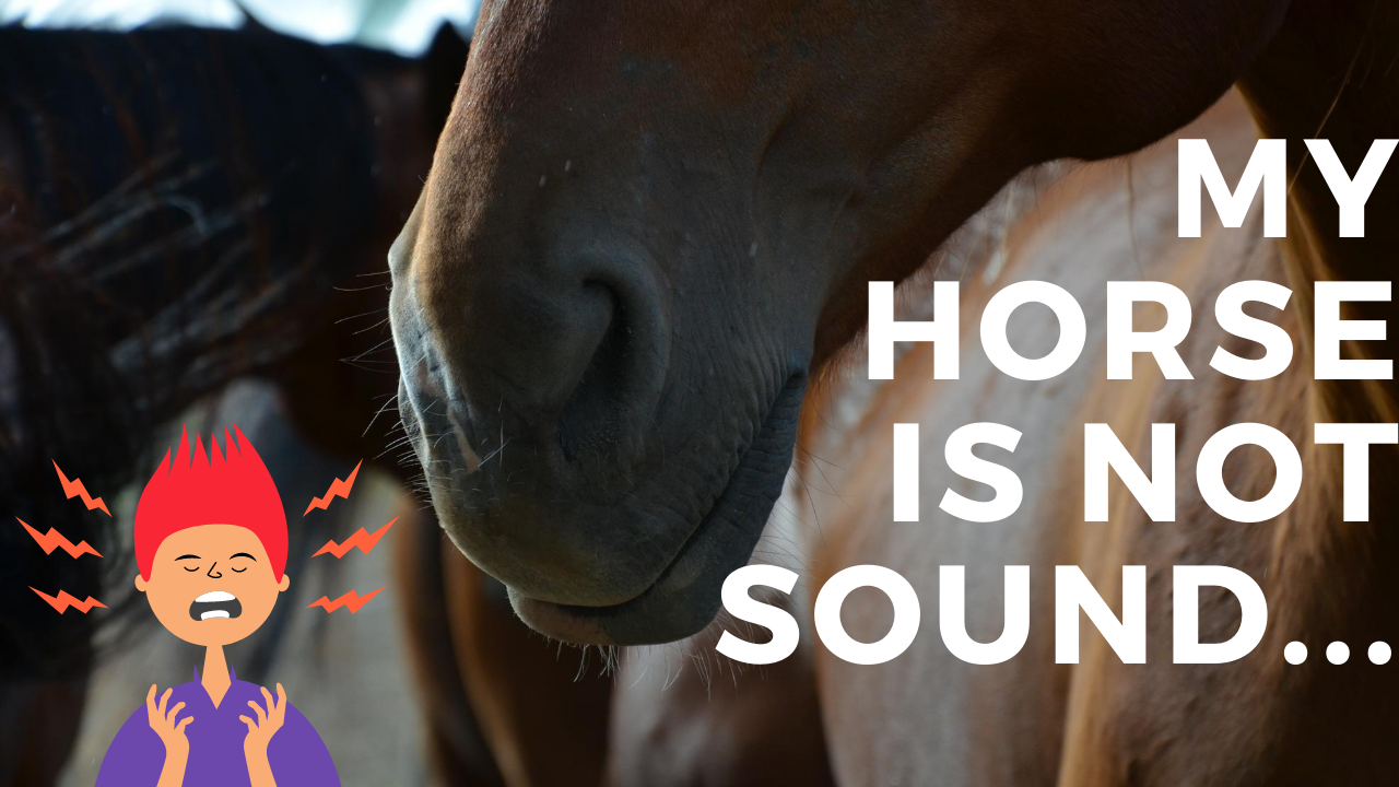 How to keep your horse sound and healthy ForTheHorse