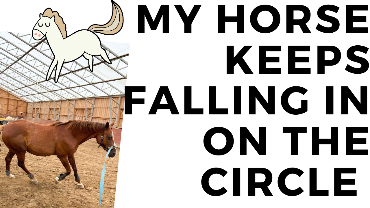 How to lunge a horse and stay balanced on the circle ForTheHorse