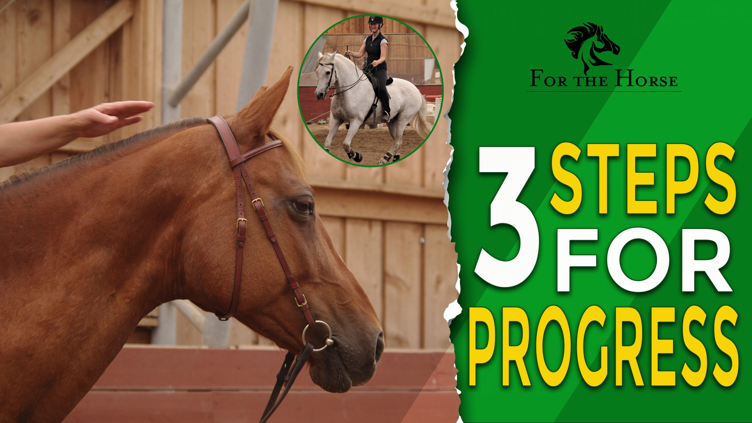 Horse Anxiety 3 Steps For Progress ForTheHorse