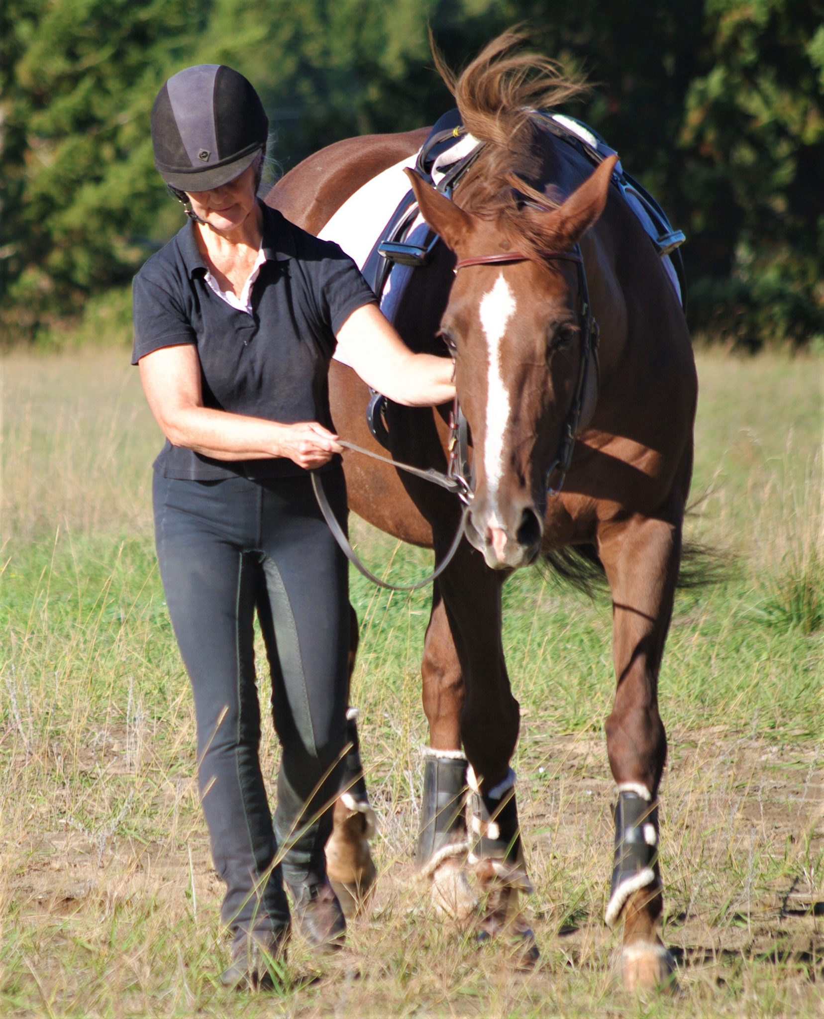 Horse Bodywork/5 Keys For Success ForTheHorse