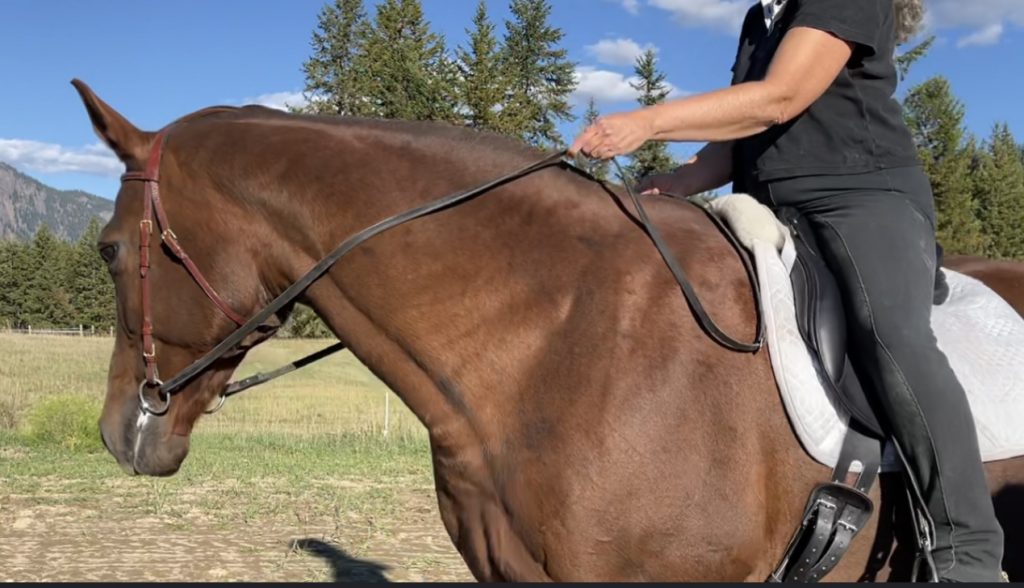 Horse Bodywork/5 Keys For Success ForTheHorse