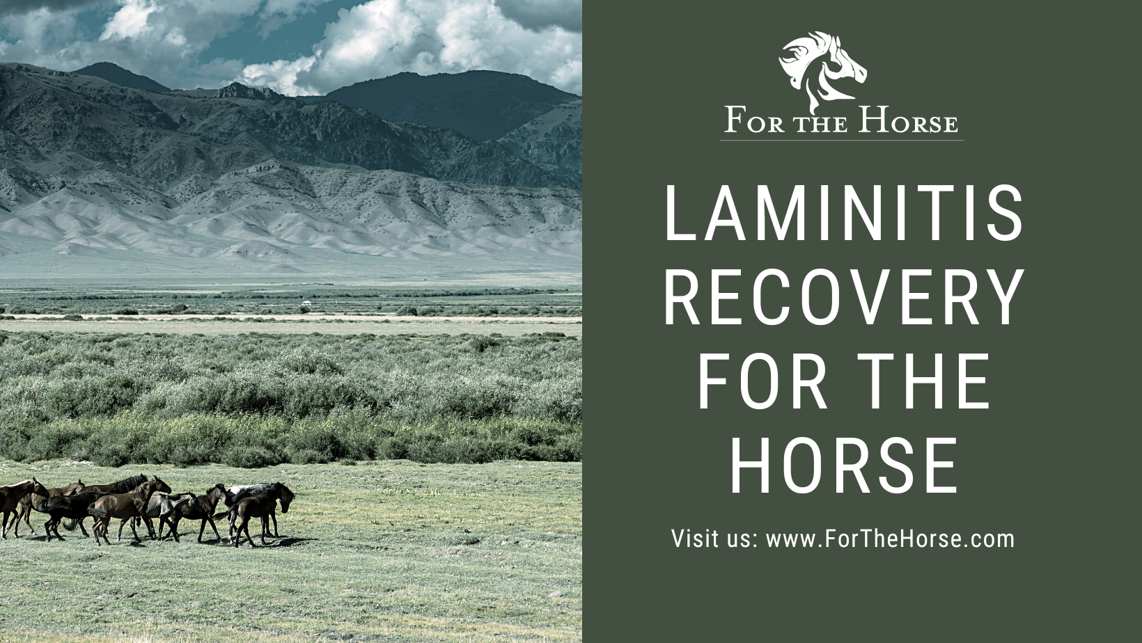 Laminitis Recovery For The Horse ForTheHorse